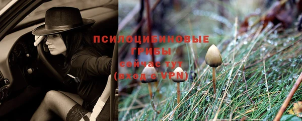 сатива Арсеньев